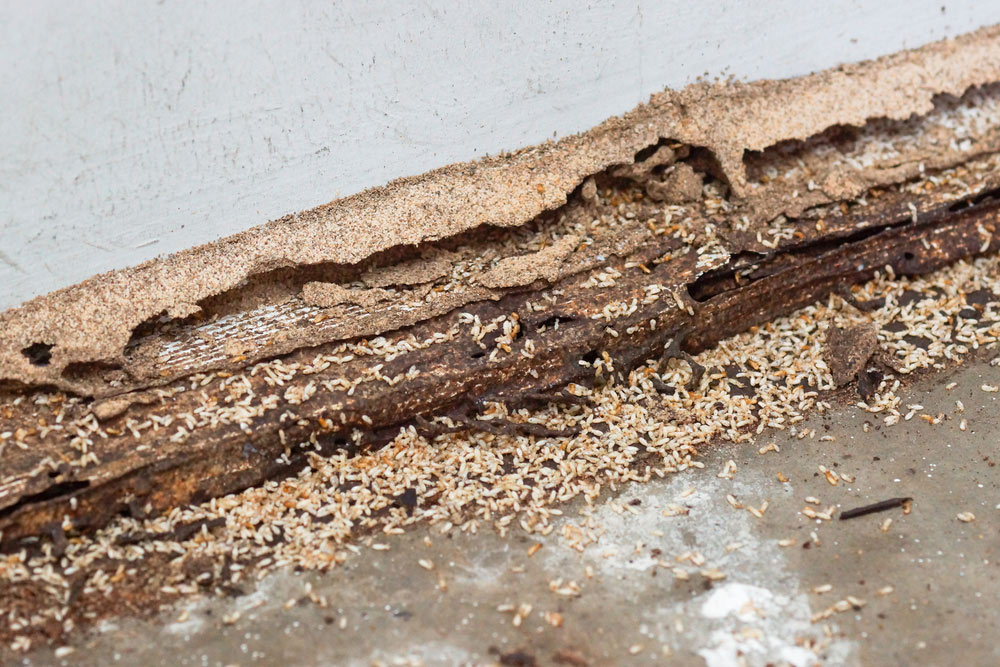 A Termite Infestations