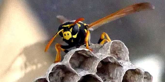 Wasp in hive