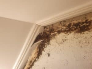 Termites inside home