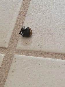 Redback spider found on floor of family home