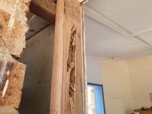 Termite inspection behind walls