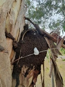 Termite nest in tree