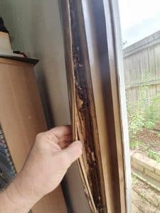 Termites discovered behind wall in home