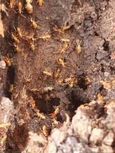 Termites in nest